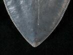 Good Quality Megalodon Tooth - Serrated #14846-3